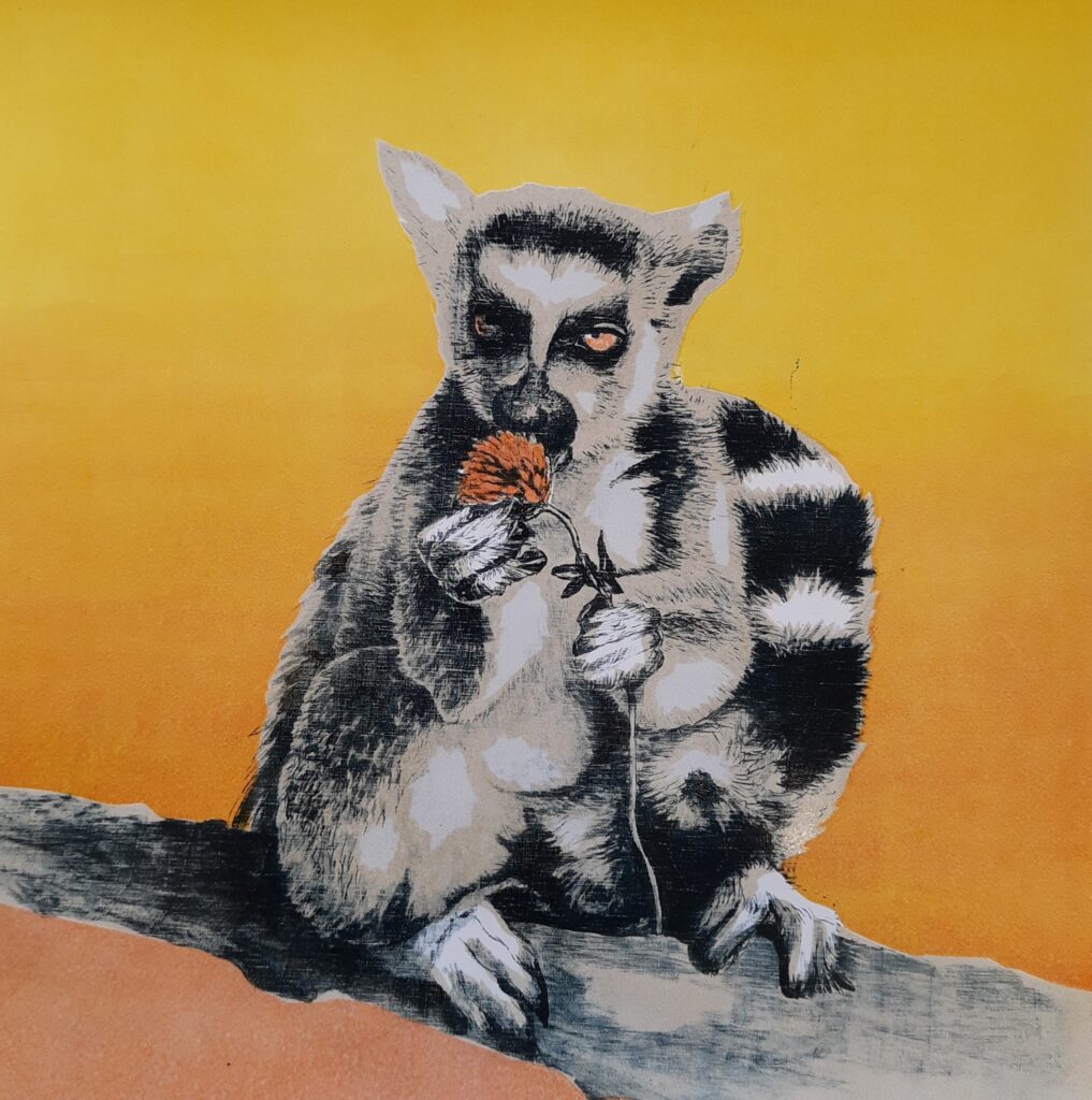 lemur, lemur katta, Madagaskar, lemuralia, żółty, mokulito, koniczyna, 