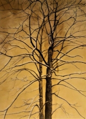 studium drzewa, sepia