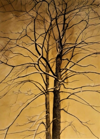 studium drzewa, sepia