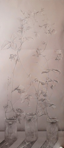 rysunek, Małgorzata Morgen, fasola, trzy słoiki, roślina, poza czasem