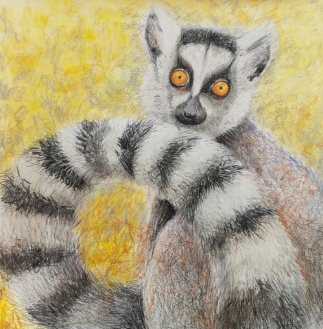 lemur, lemurandia, lemur katta, żółte oczy, rysunek, technika mieszana